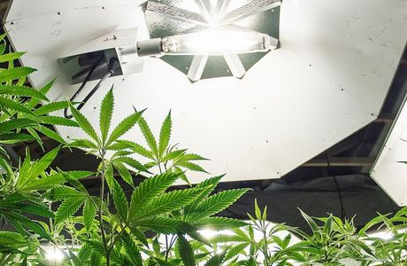 HVAC, Electrical and Automation for Indoor Cannabis Production