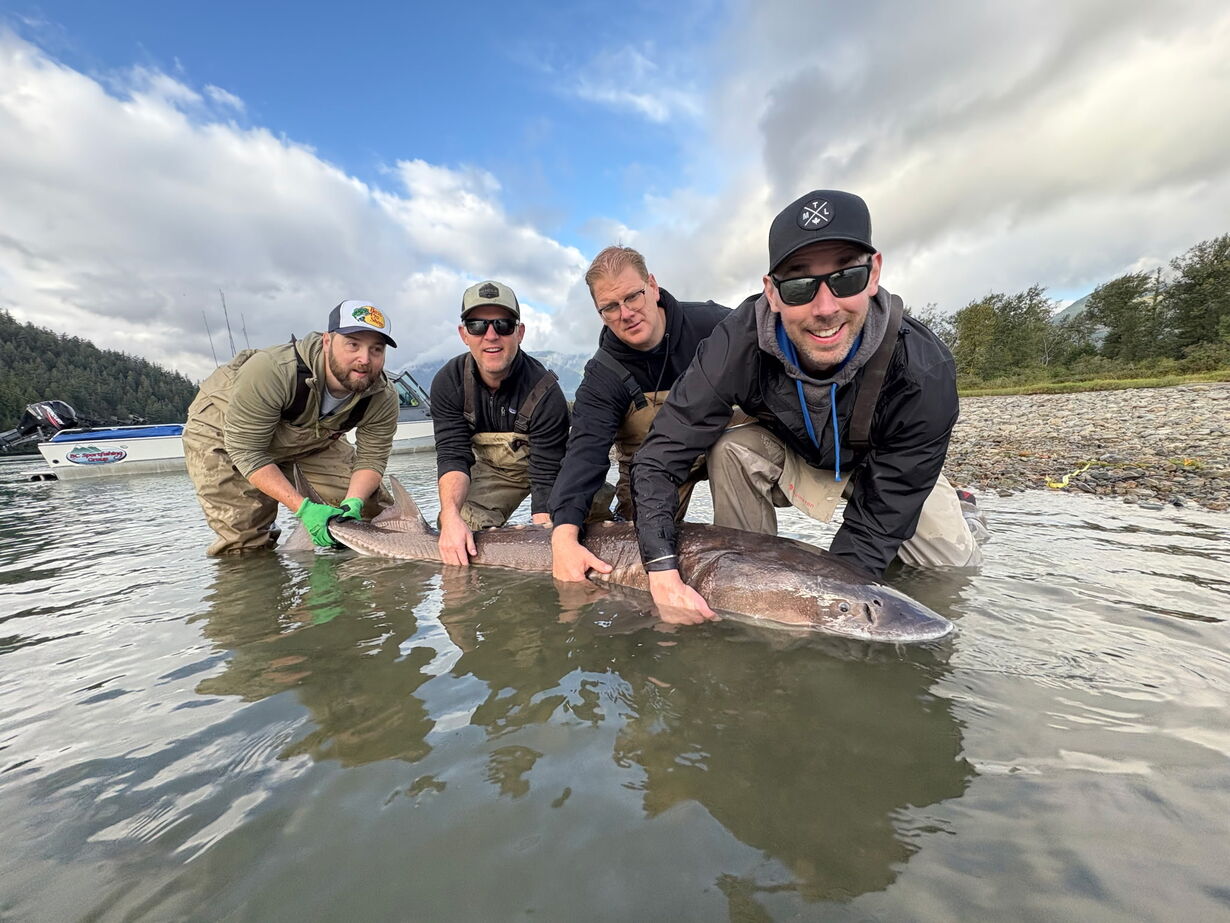 Four Kimco Controls technicians in waders kneel in shallow river water, holding a large sturgeon at the surface beside a gravel shoreline.